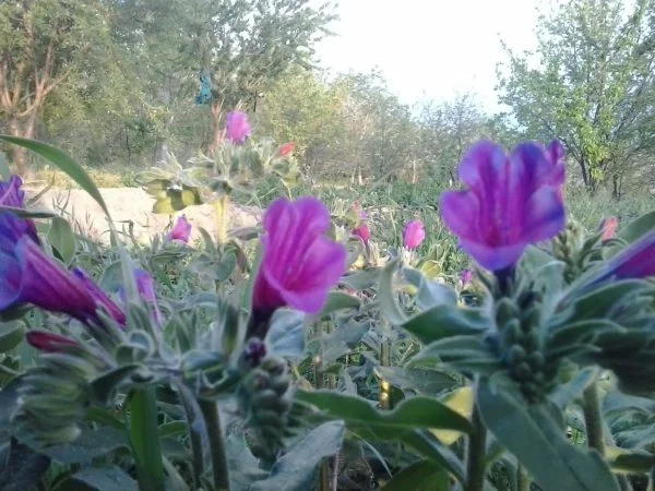 گیاهان دارویی