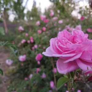 عرقیجات