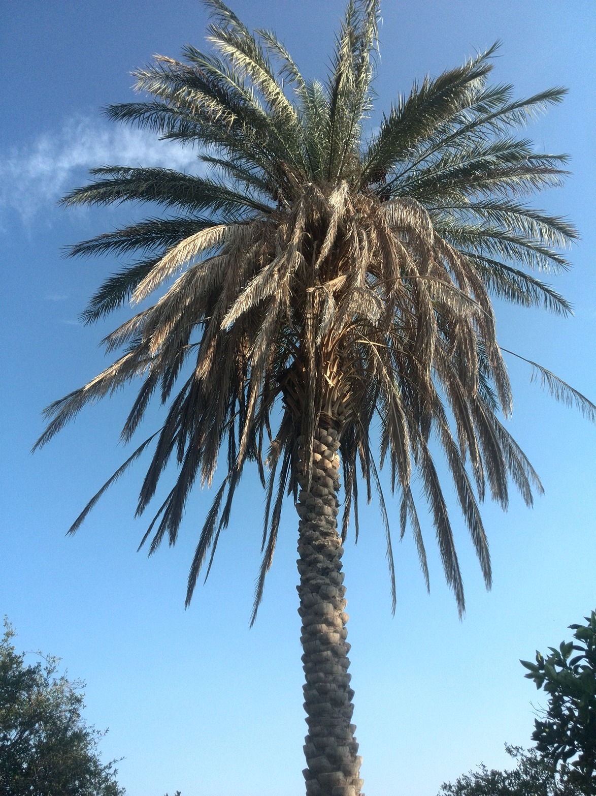 خرما در طب سنتی و پزشکی مدرن 2 خرما در طب سنتی