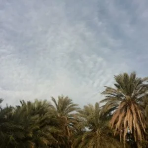 خرما