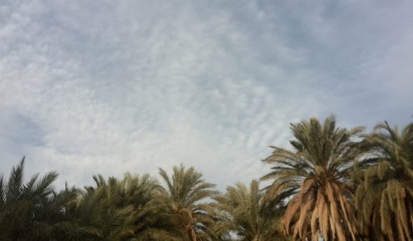خرما جنوب