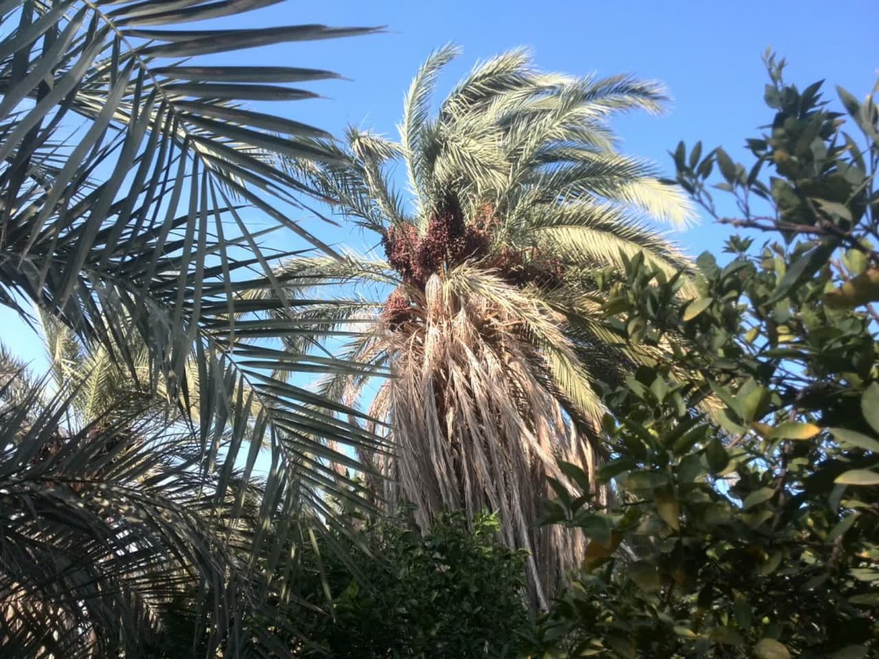 خرما در طب سنتی و پزشکی مدرن 3 خواص خرما