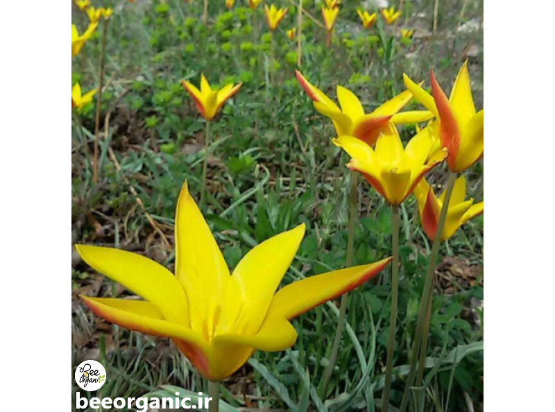 نوروز باستانی (جشن ایرانی، قدمتی 3000ساله) 1 bastani beeorganic norooz