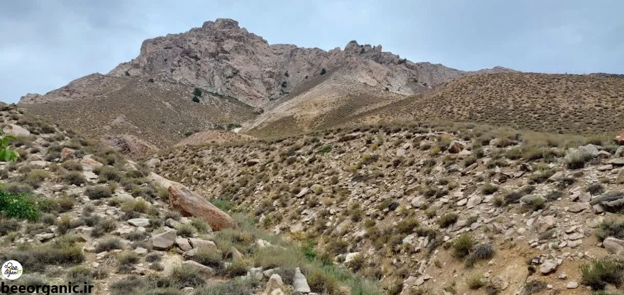 مومیایی beeorganic.ir