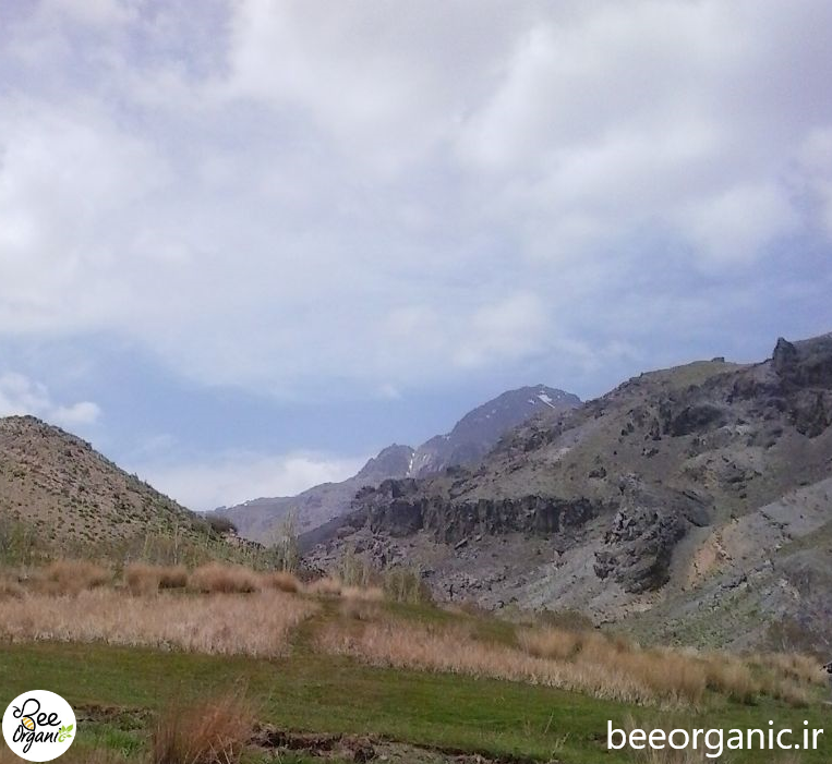 beeorganic.ir
شیره کوه