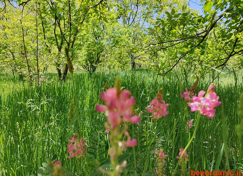 عسل طبیعی و خواص آن،3 نوع عسل موجود در بازار 1 عسل طبیعی بی اُرگانیک