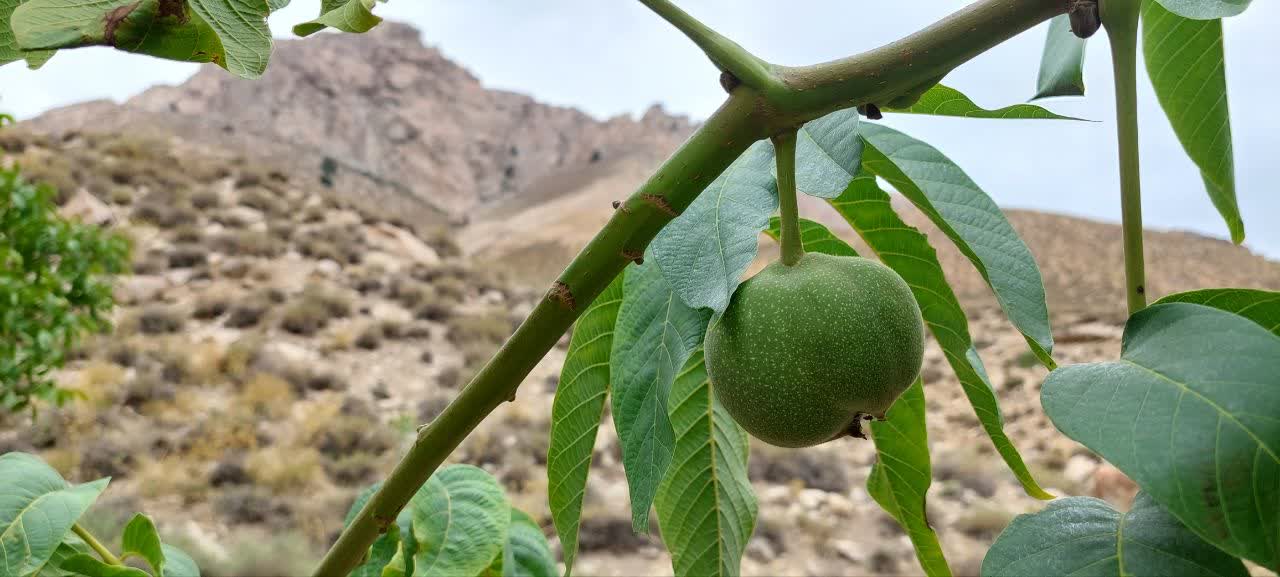 مغز گردو ایرانی؛ بهترین گزینه برای سلامتی شما 2 مغز گردو