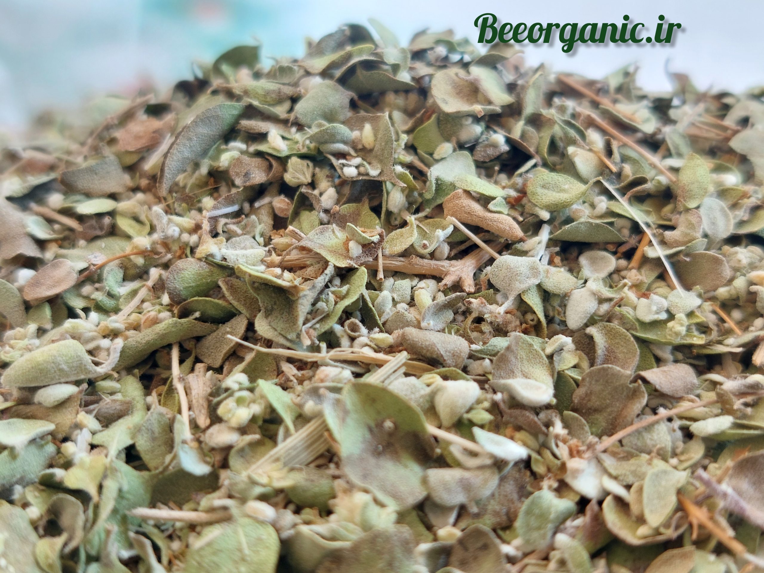 آویشن (بررسی 2 نوع آویشن کوهی و باغی): خواص علمی، کاربردهای غذایی و دارویی 4 آویشن کرمانی، گیاهی است با نام علمی مشخص که در منطقه کرمان به وفور یافت میشود. این گیاه دارویی که در کرمان رشد میکند، به دلیل خواص و ویژگیهای منحصر به فردش، شناخته شده است. آویشن کرمانی به عنوان یک گونه خاص از آویشن، در این ناحیه جغرافیایی به خوبی رشد کرده و مورد استفاده قرار میگیرد.